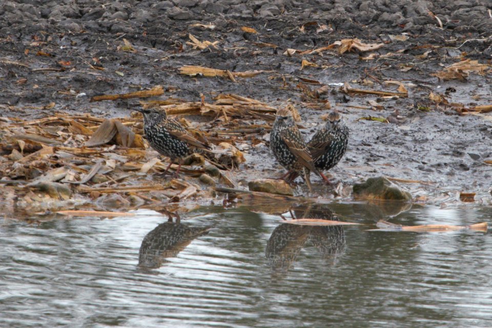 IMG 2925c European Starling Willowhaven Area Kankakee Co IL 10-25-2018