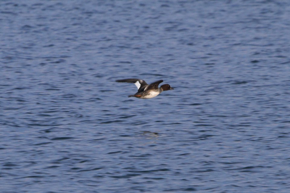 IMG 3361c Common Goldeneye Willow Slough FWA IN 11-29-2018