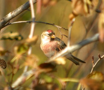DSCN6448 c Common Redpoll  Newton Co IN 11-17-12