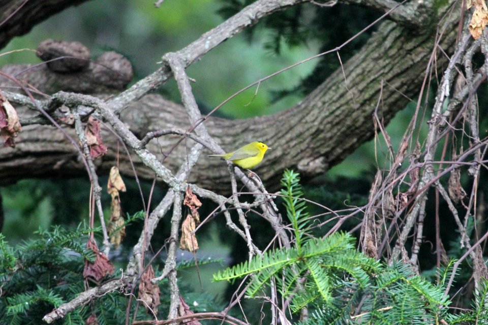 IMG 1685c Wilson's Warbler Hse Kankakee IL 9-8-2018