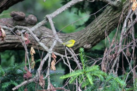 IMG 1685c Wilson's Warbler Hse Kankakee IL 9-8-2018