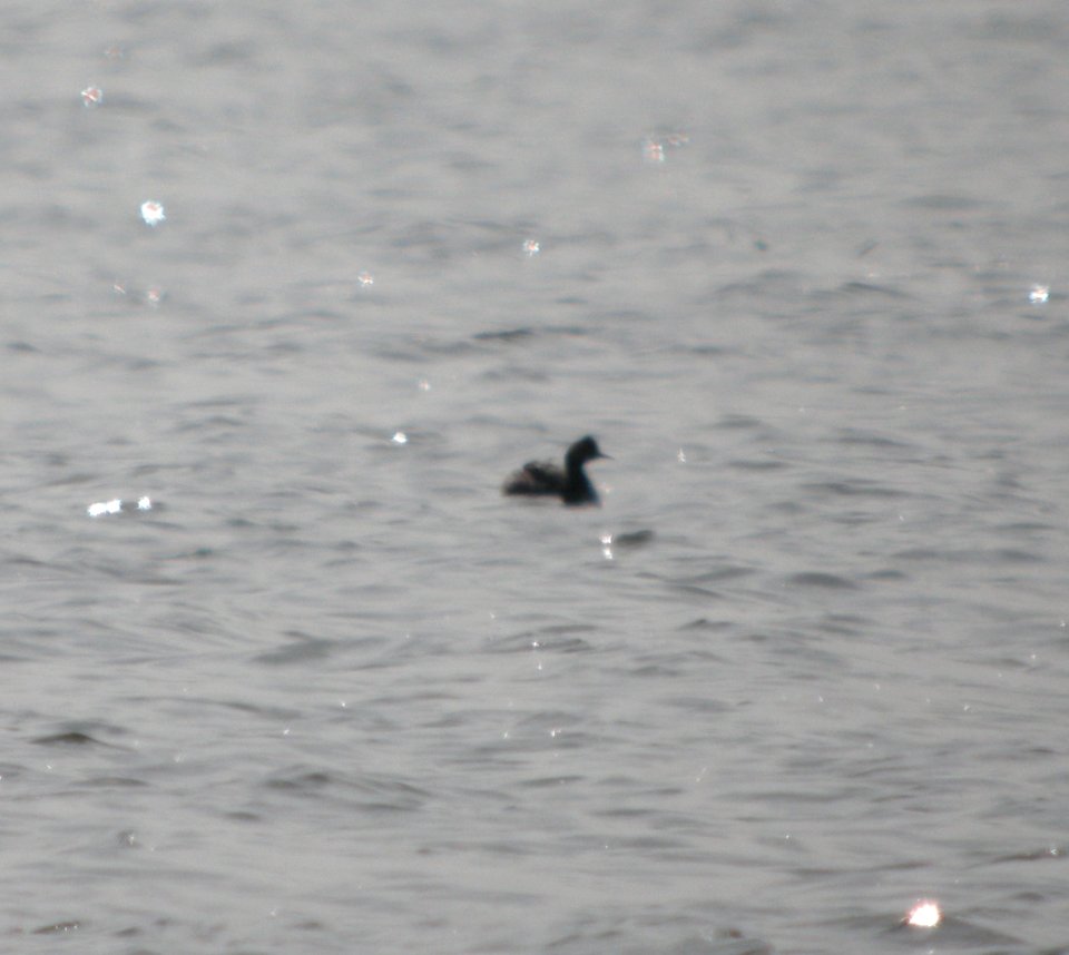DSCN2126 c Eared Grebe Newton Co IN 3-29-12