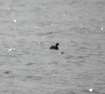 DSCN2126 c Eared Grebe Newton Co IN 3-29-12