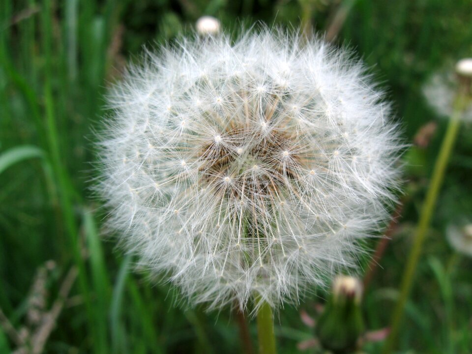 White nature dandelion