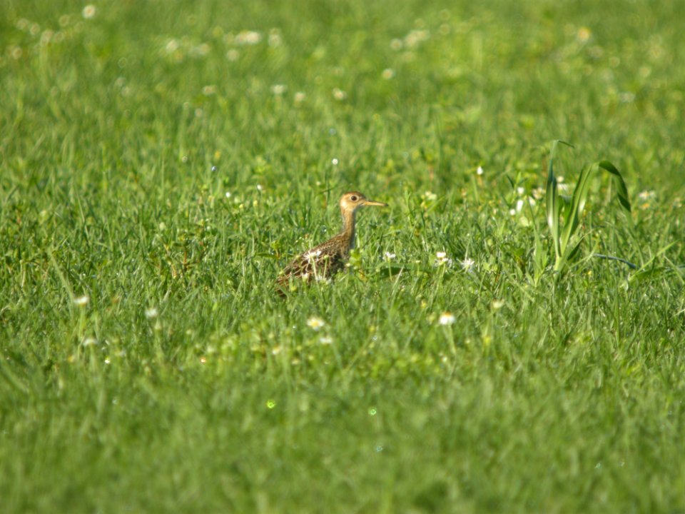 DSCN0156c Upland Sandpiper H & E Sod-Momence IL 7-18-2018