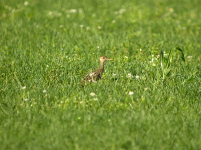 DSCN0156c Upland Sandpiper H & E Sod-Momence IL 7-18-2018