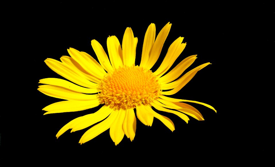 Yellow petal blossomed