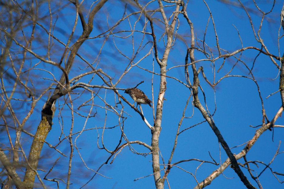 IMG 2197c Red-shouldered Hawk (Juv) Willow Slough FWA IN 9-28-2018