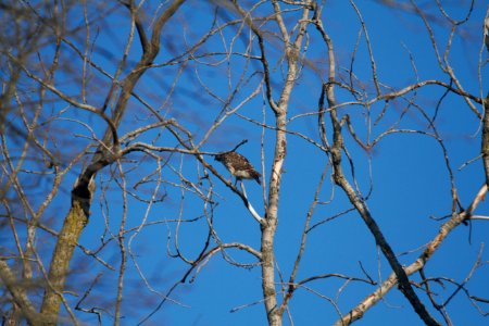 IMG 2197c Red-shouldered Hawk (Juv) Willow Slough FWA IN 9-28-2018