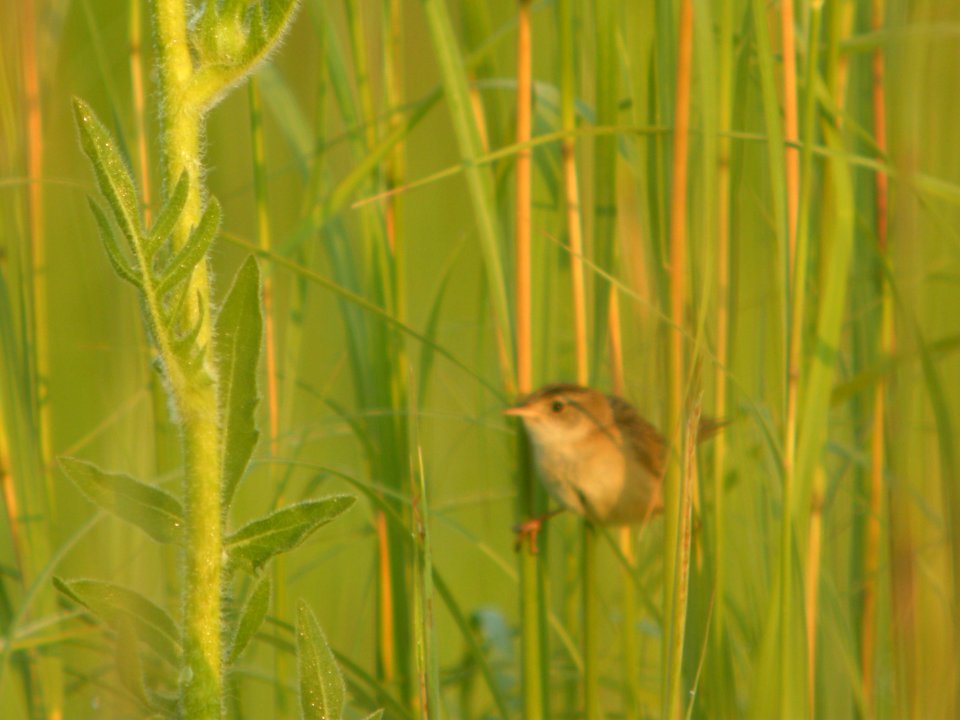 DSCN0180c Sedge Wren Perry Farm Kankakee Co IL 7-24-2018
