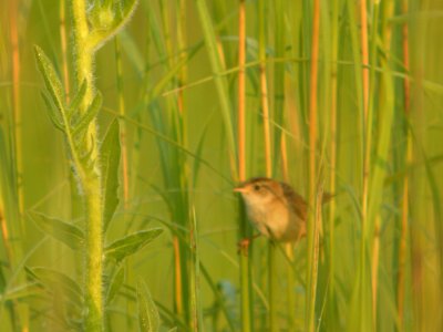 DSCN0180c Sedge Wren Perry Farm Kankakee Co IL 7-24-2018