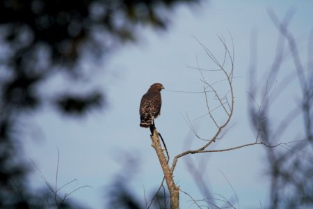 IMG 2162c Red-shouldered Hawk (Ad) Willow Slough FWA IN 9-28-2018