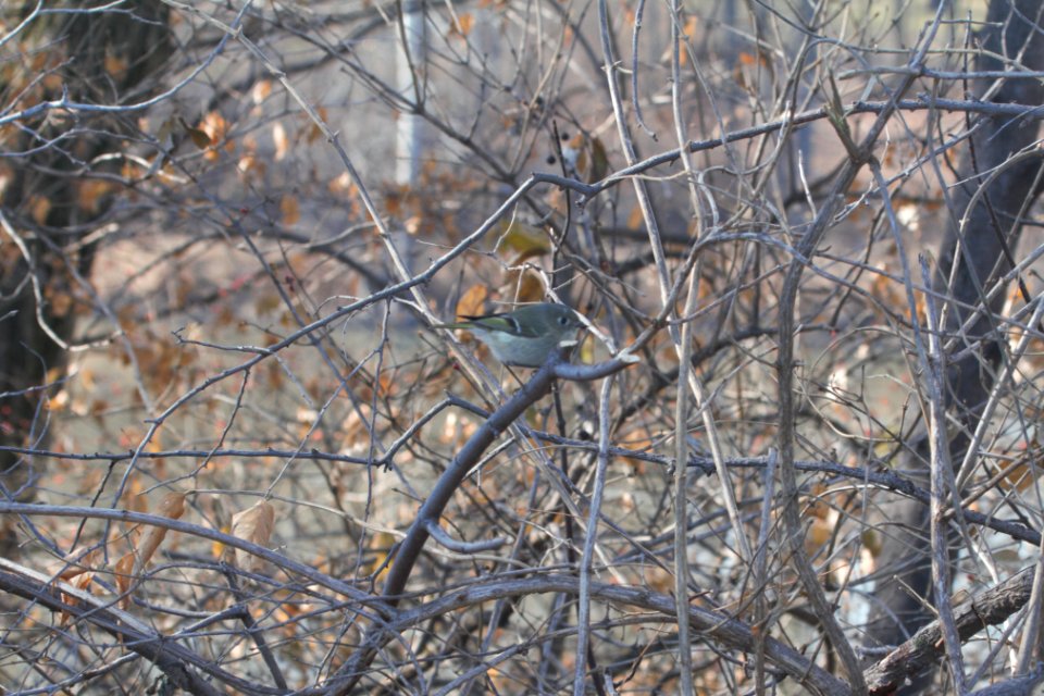 IMG 3687c Ruby-crowned KInglet Perry Farm Kankakee Co IL 12-16-2018