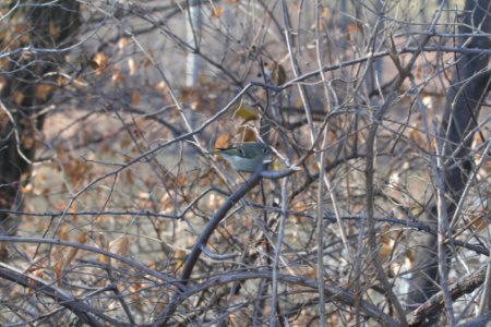 IMG 3687c Ruby-crowned KInglet Perry Farm Kankakee Co IL 12-16-2018