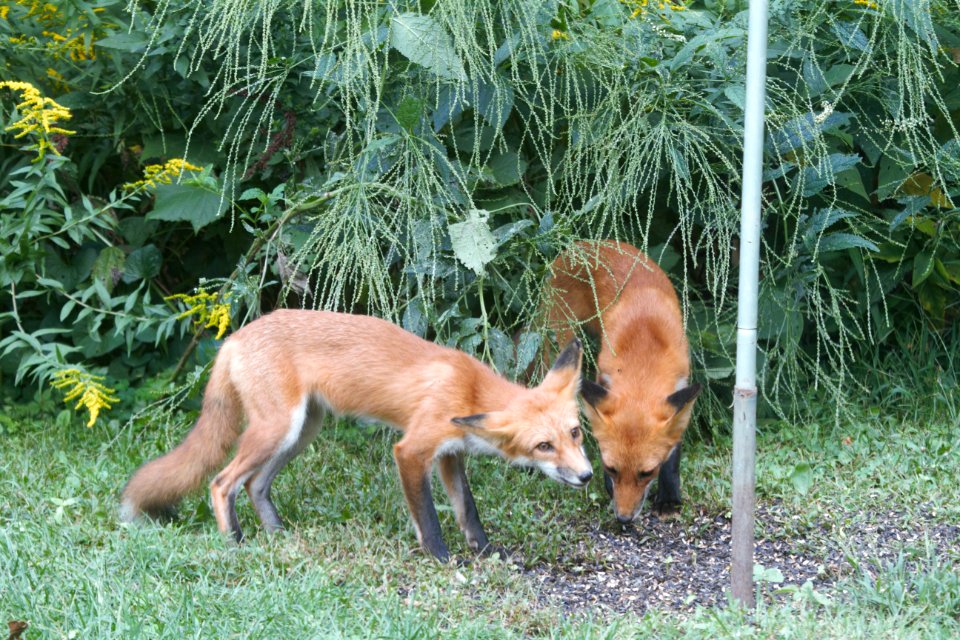 IMG 1440c Red Fox Hse Kankakee IL 8-29-2018