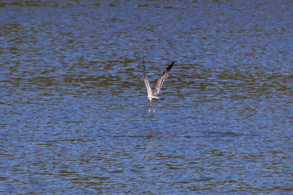 IMG 2813c Herring Gull Dam Kankakee IL 10-22-2018