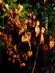 Another Sign of Autumn