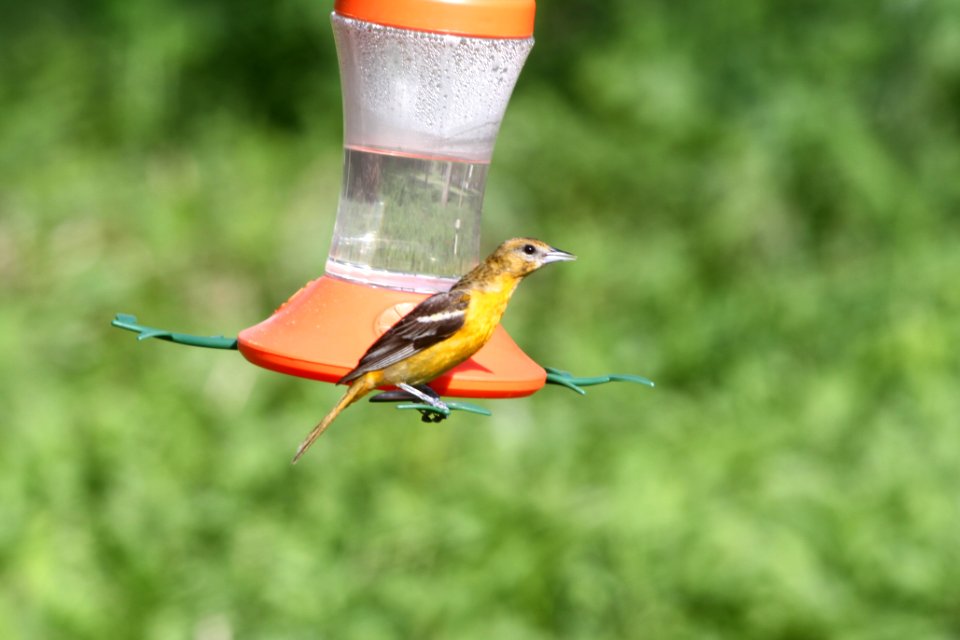 IMG 9628c Baltimore Oriole Hse Kankakee IL 5-9-2018