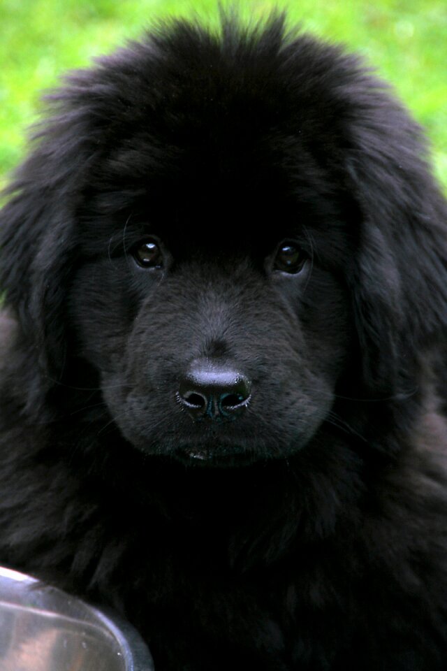 Black cute giant