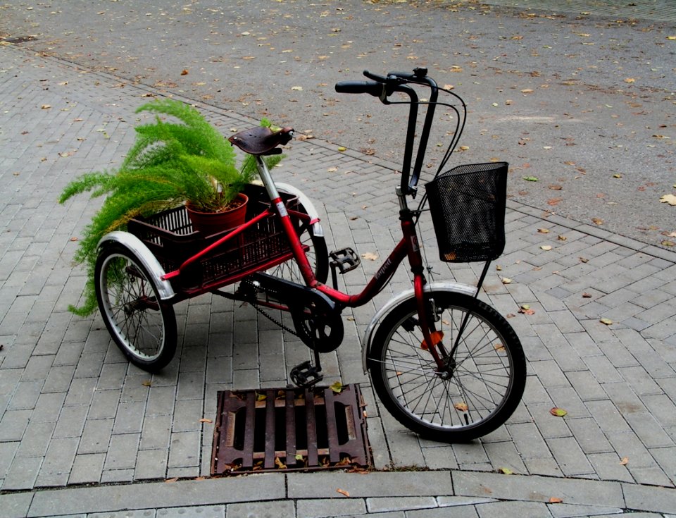 Tricycle with Flowers - Taken in Psychiatric Hospital Brno-Černovice