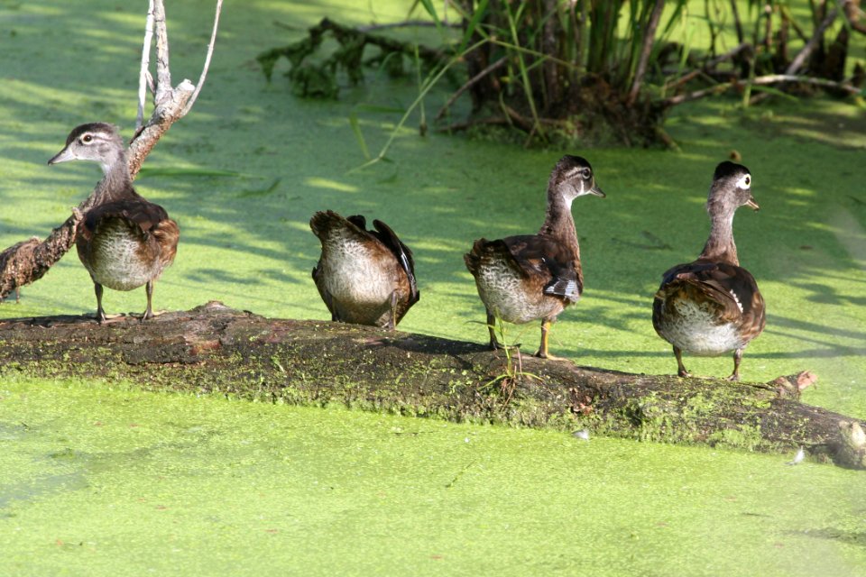 IMG 1115c Wood Duck LaSalle FWA IN 7-23-2018