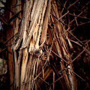 Of Wood and Fence