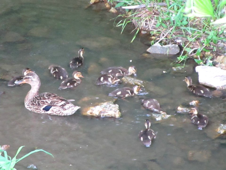 IMG 0095c Mallard Perry Farm Kankakee Co IL 5-30-2018