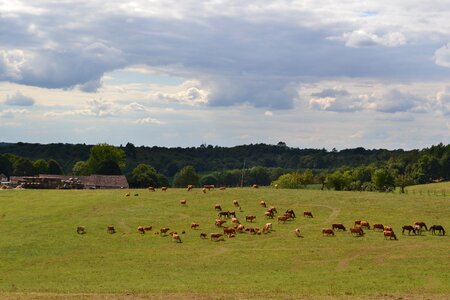 Horses field farm