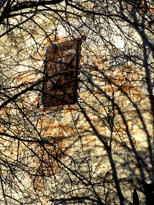 Window, Wall, Branches and Shadow