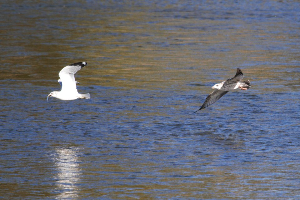 IMG 2783c Ring-billed and Herring Gull Dam Kankakee IL 10-22-2018
