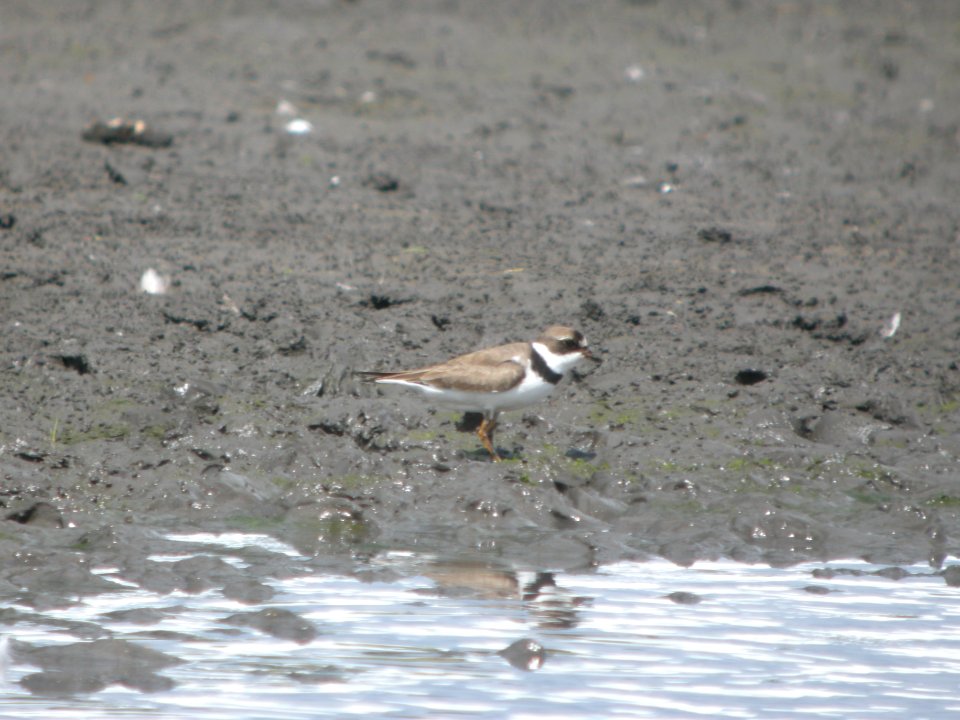 DSCN0200c Semipalmated Plover Willowhaven Area Kankakee Co IL 7-27-2018