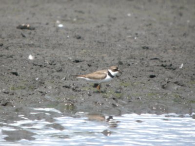 DSCN0200c Semipalmated Plover Willowhaven Area Kankakee Co IL 7-27-2018