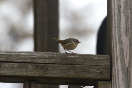 IMG 3136c Ruby-crowned Kinglet LeVasseur Park Kankakee IL 11-8-2018