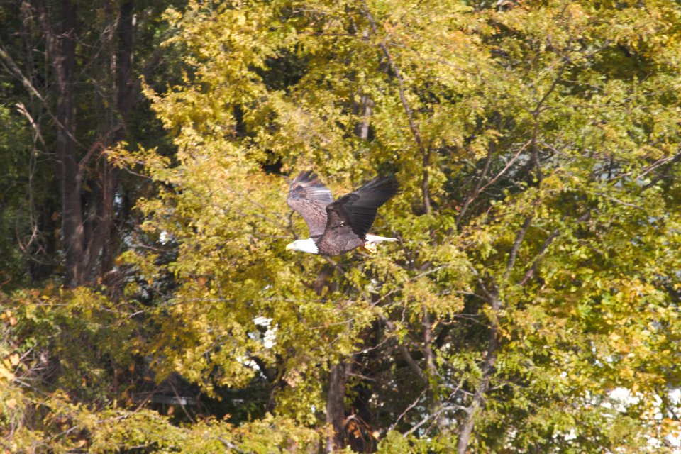 IMG 2985c Bald Eagle Dam Kankakee IL 10-28-2018