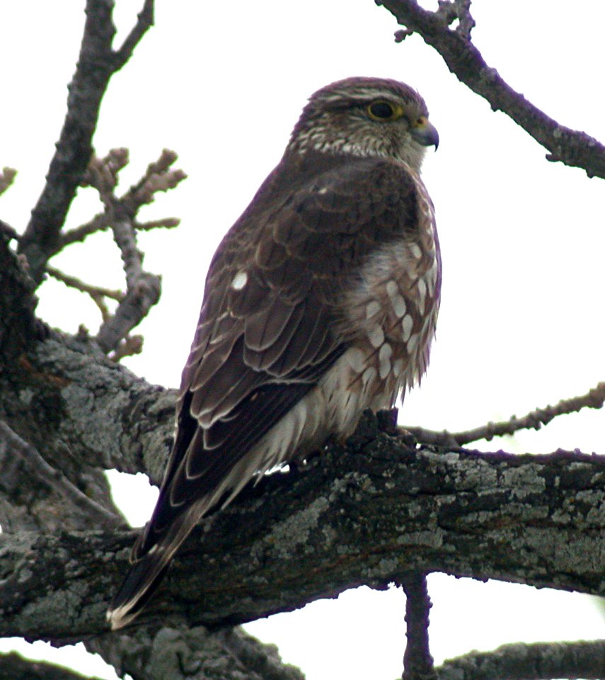 Dscn7084cg LeVasseur Park, Kankakee, IL 3-7-2003