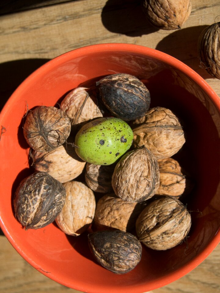 Autumn juglans regia nut