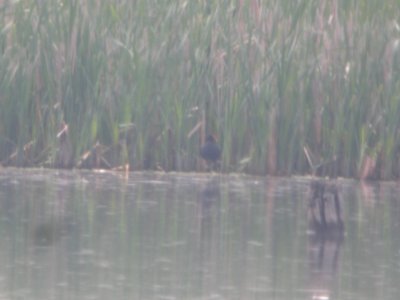 DSCN9903c Common Gallinule LaSalle FWA IN 5-13-2018
