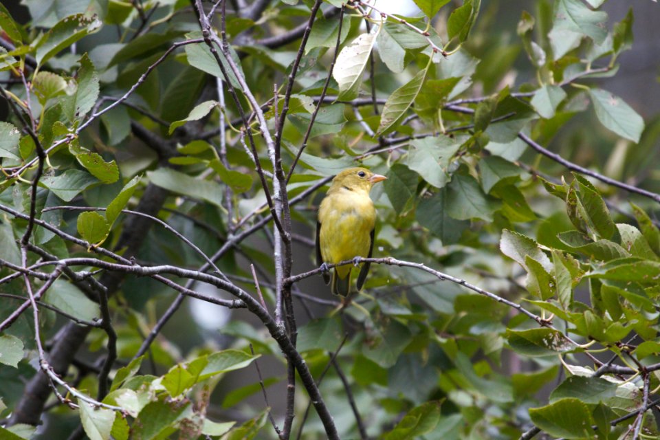 IMG 2349c Scarlet Tanager Hse Kankakee IL 10-2-2018