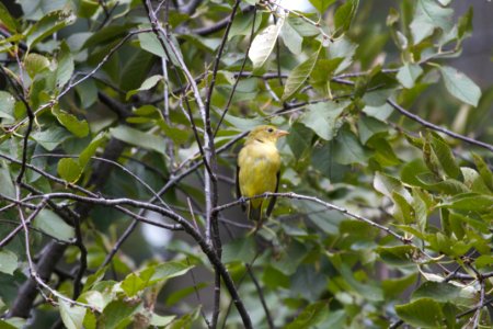 IMG 2349c Scarlet Tanager Hse Kankakee IL 10-2-2018