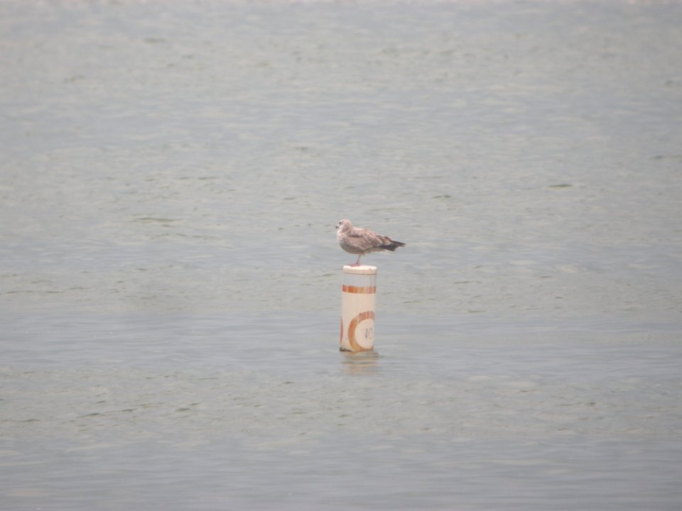 DSCN9902c Herring Gull Braidwood IL 8-29-2018