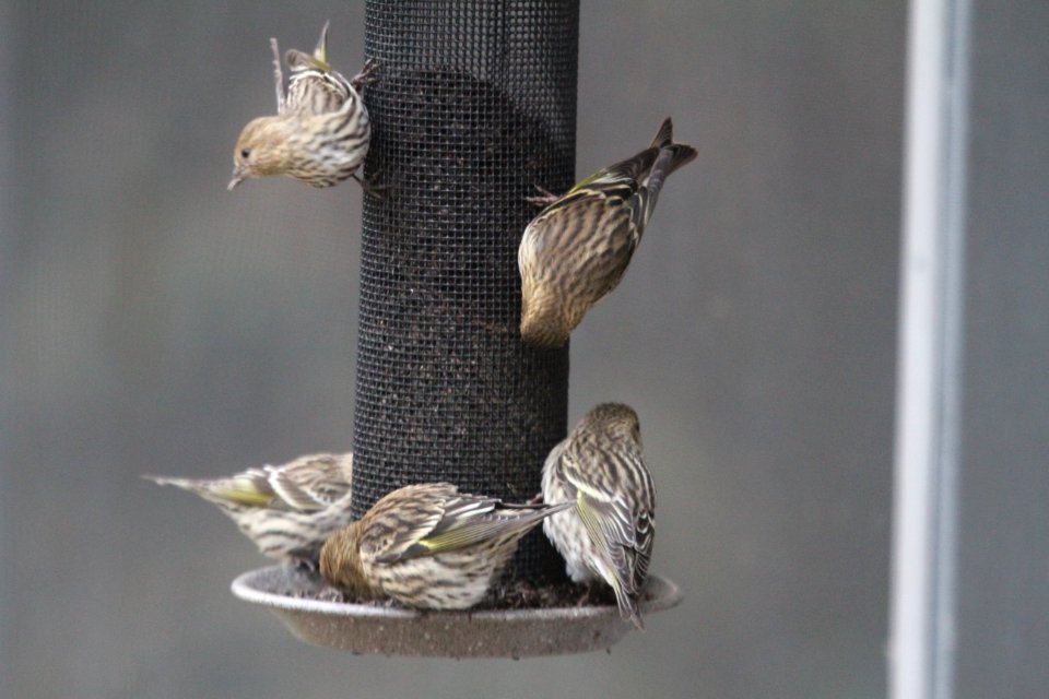 IMG 3218c Pine Siskin Hse Kankakee IL 11-12-2018