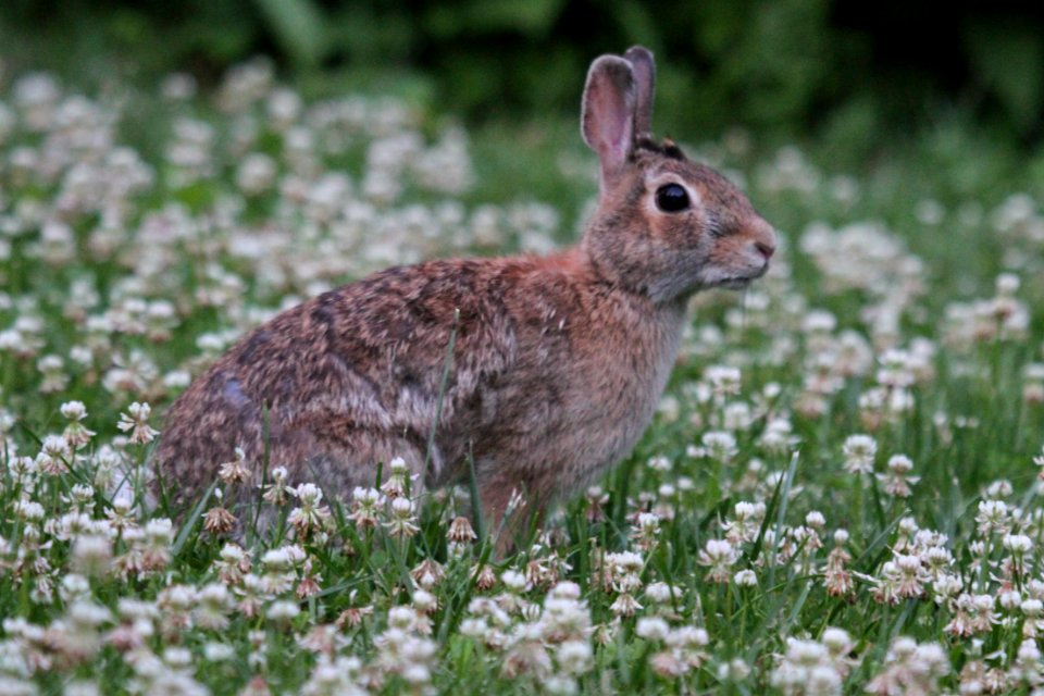 IMG 0517c E. Cottontail Hse Kankakee IL 6-15-2018