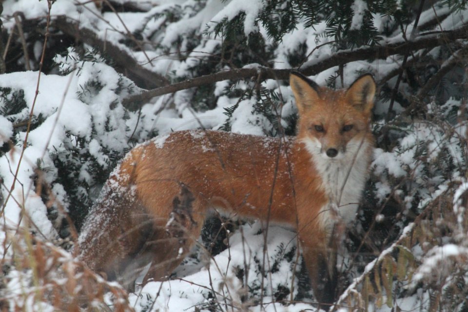IMG 3282c Red Fox Hse Kankakee IL 11-15-2018