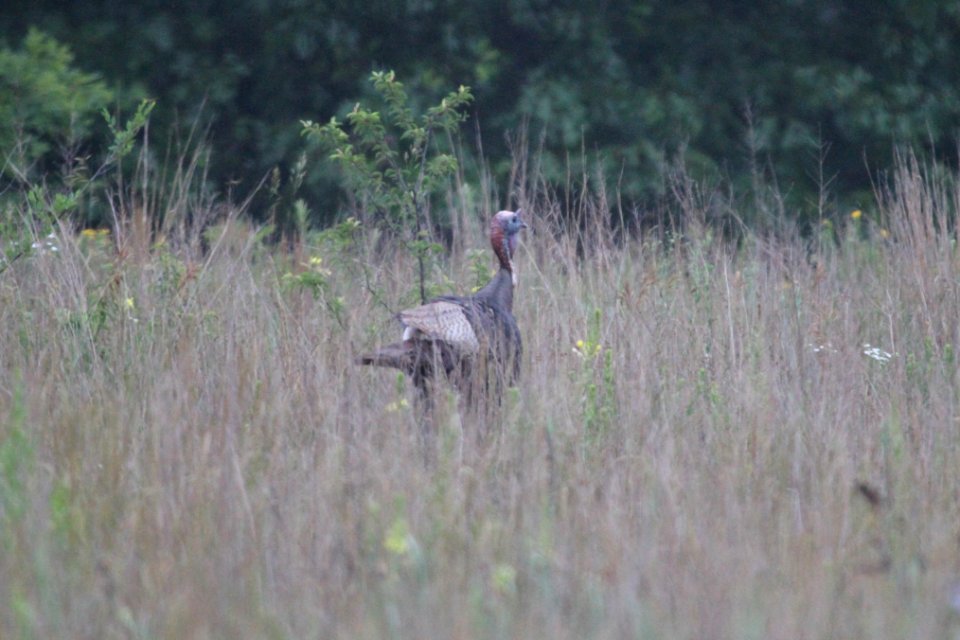 IMG 0525c Wild Turkey Braidwood Lake IL 6-20-2018