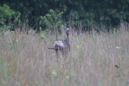 IMG 0525c Wild Turkey Braidwood Lake IL 6-20-2018