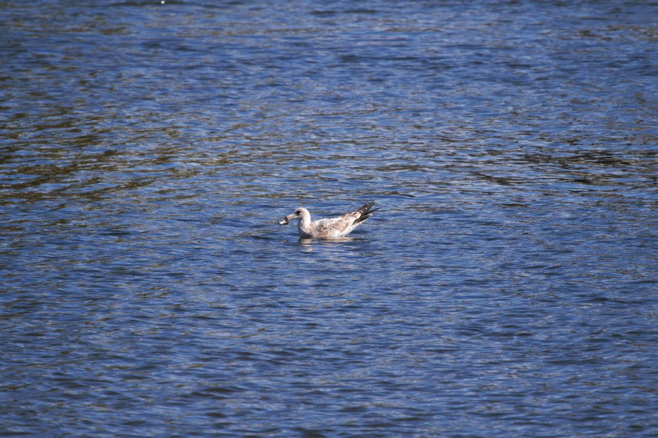 IMG 2768c Herring Gull Dam Kankakee IL 10-22-2018