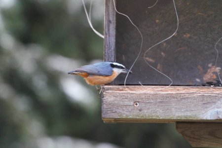 IMG 3202c Red-breasted Nuthatch Hse Kankakee IL 11-9-2018