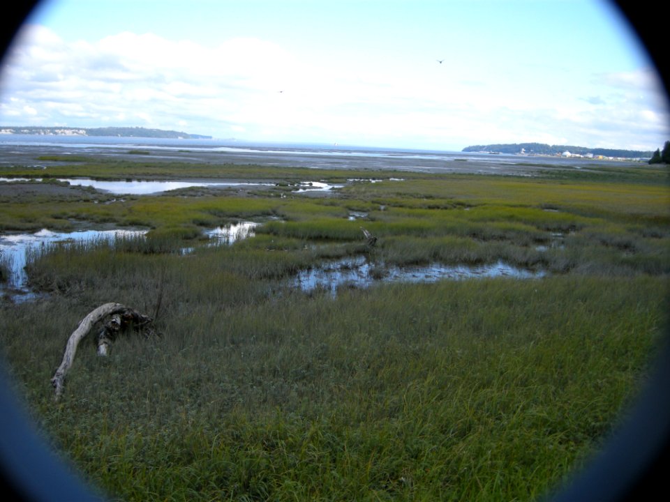 DSCN0529c Tony Knowles Coastal Trail +Westchester Lagoon Anchorage AK 8-17-2018