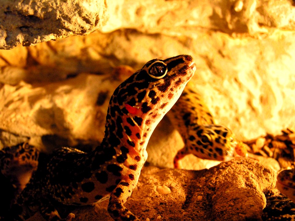 Leopard geckos 1
