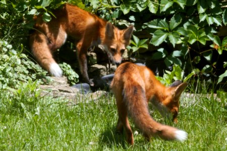 IMG 0636c Red Fox Hse Kankakee IL 6-27-2018 photo